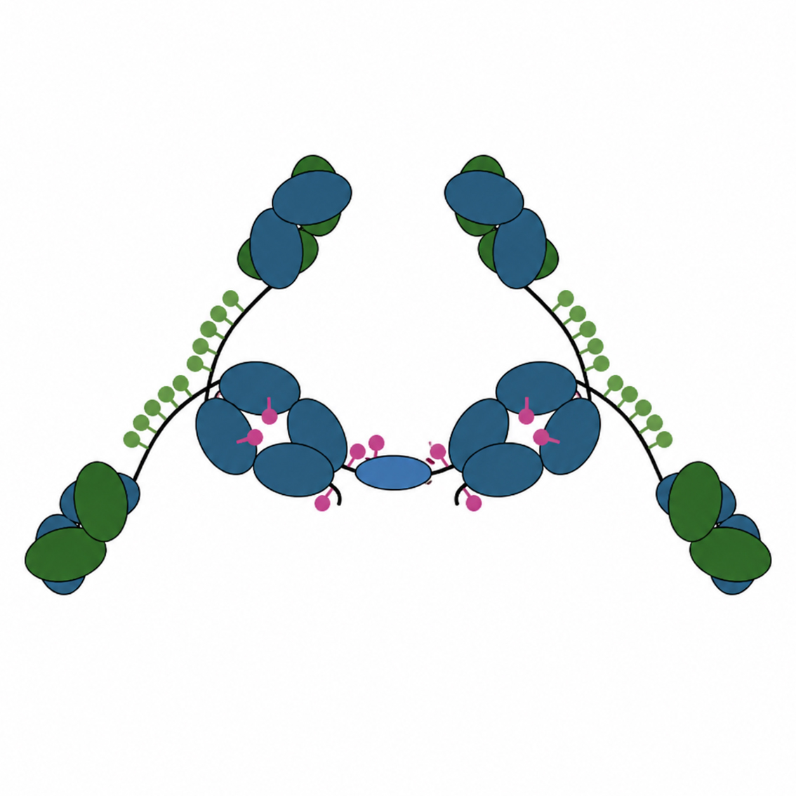 Function crucial antibody far more complex