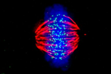 Cell division in cells with a nucleus: microtubules (red) are pulling the chromosomes (blue) towards both sides of the nucleus. On every chromosome, a kinetochore (light dots) is present.