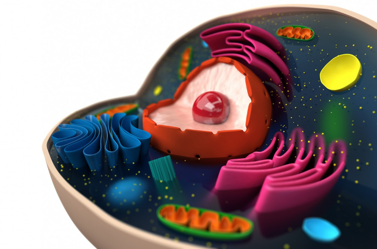 Eukaryotic evolution cell (iStock)